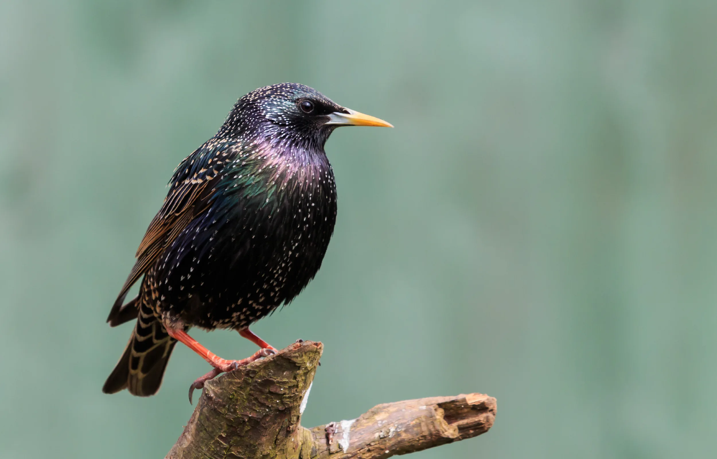 Starlings