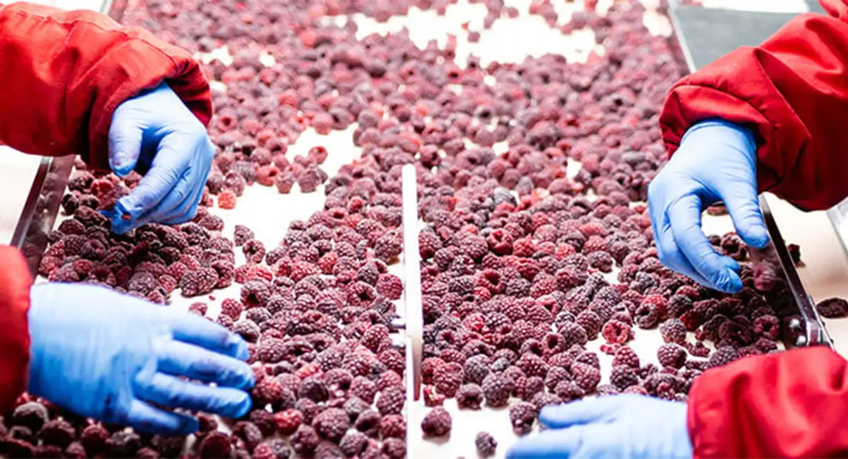 I regolamenti sulla sicurezza alimentare dell'UE