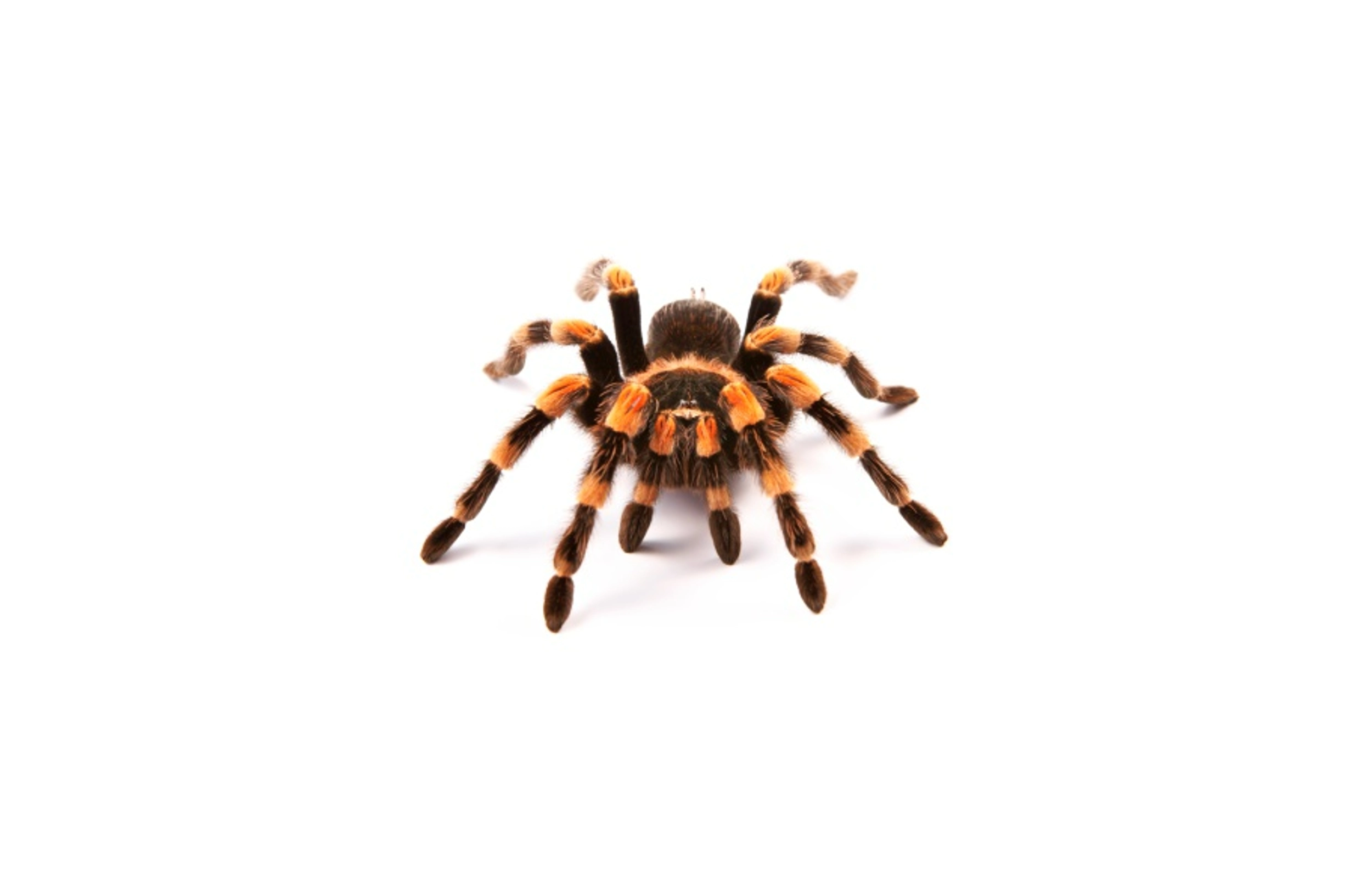 Tarantula
