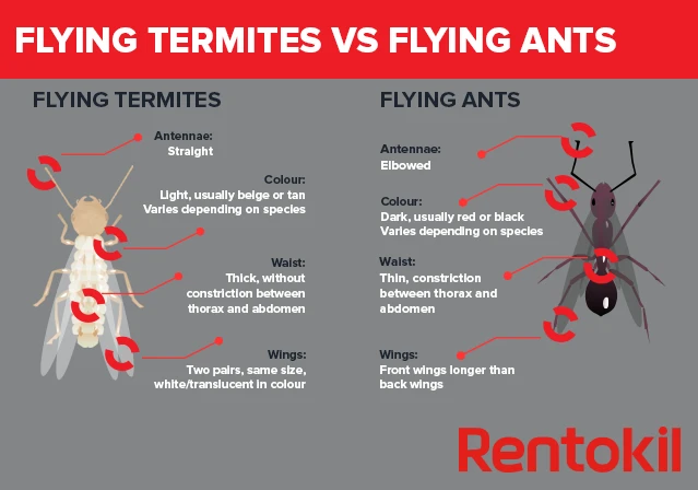 flying termites vs flying ants