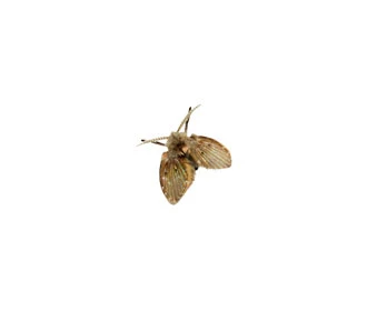 Brown house moth