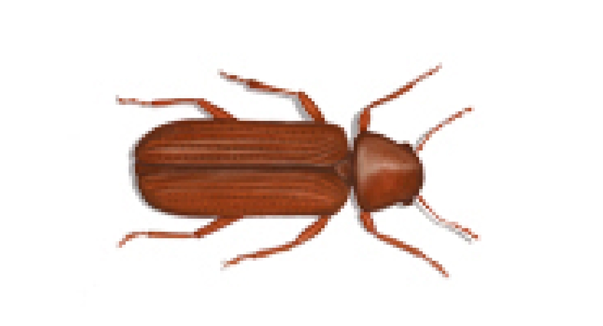 Common furniture beetle