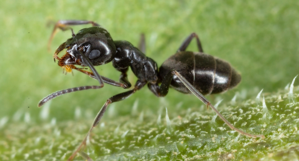 ant