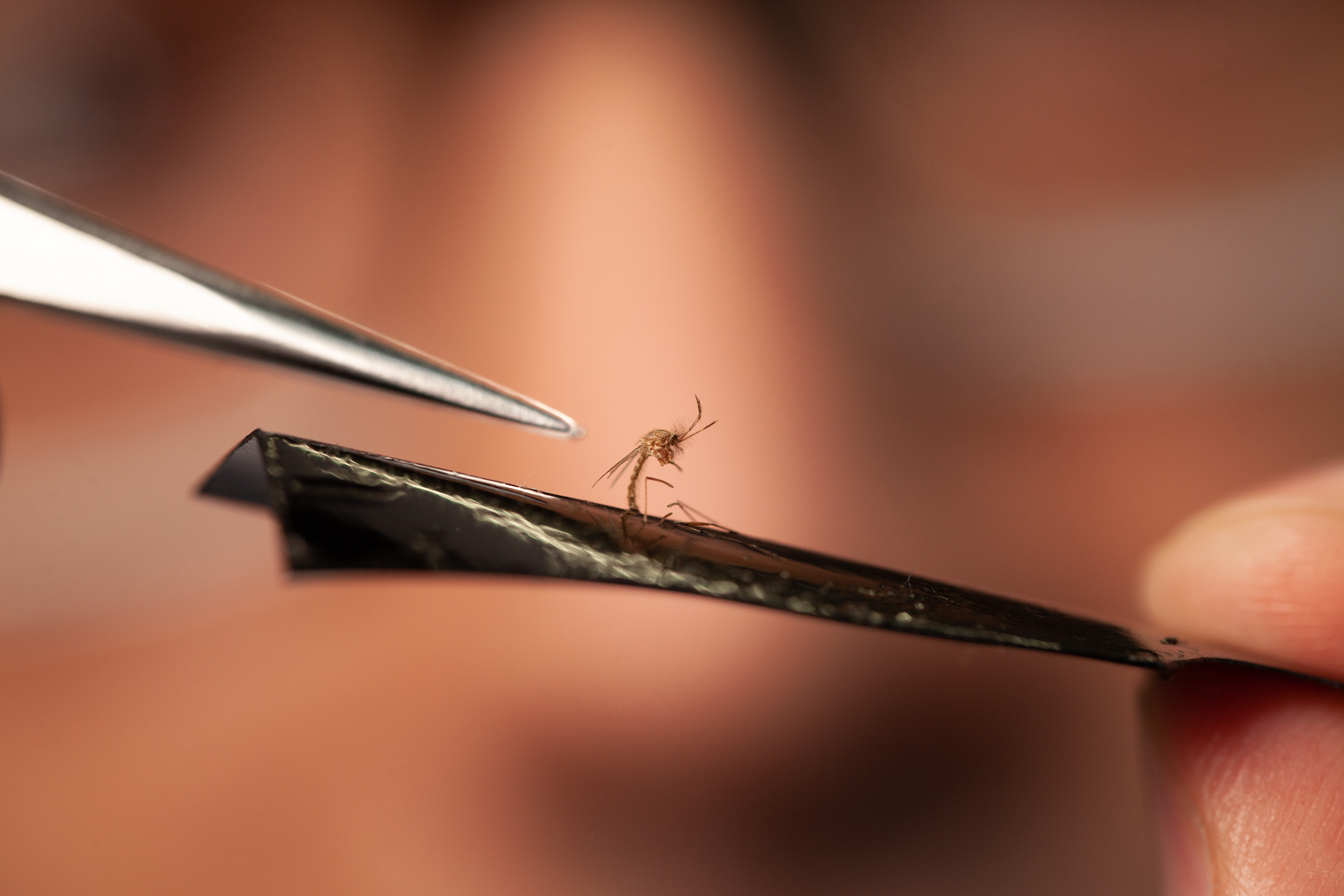 malaria