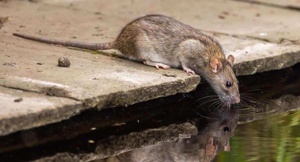 Rat brun