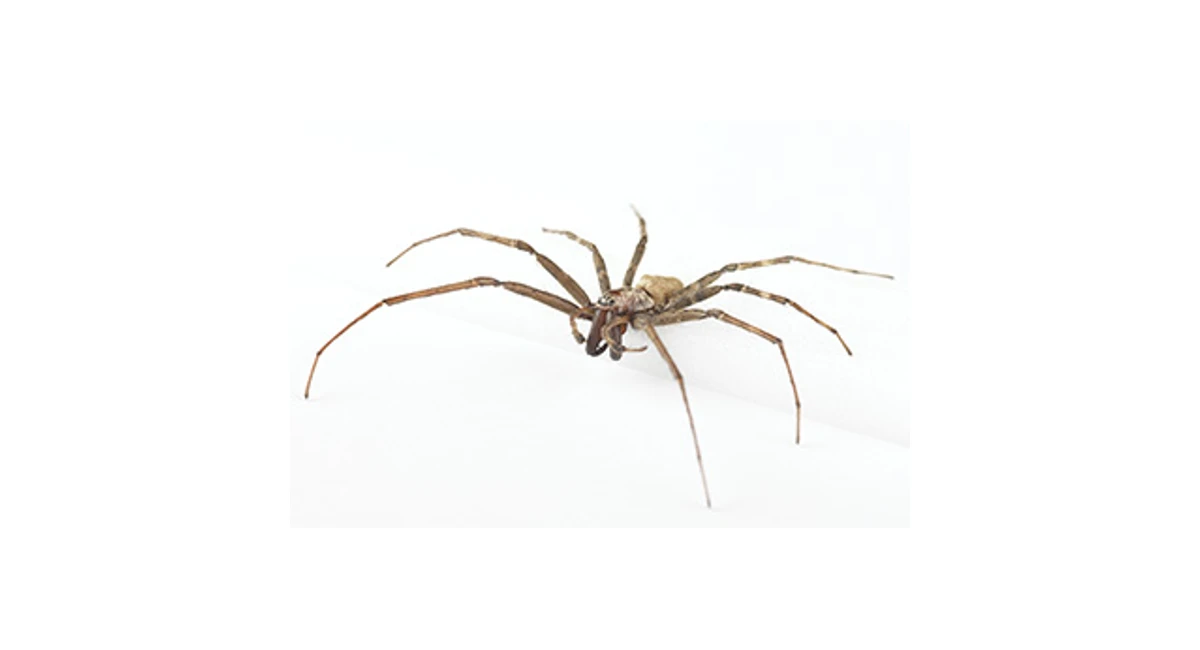 SheetWeb spider