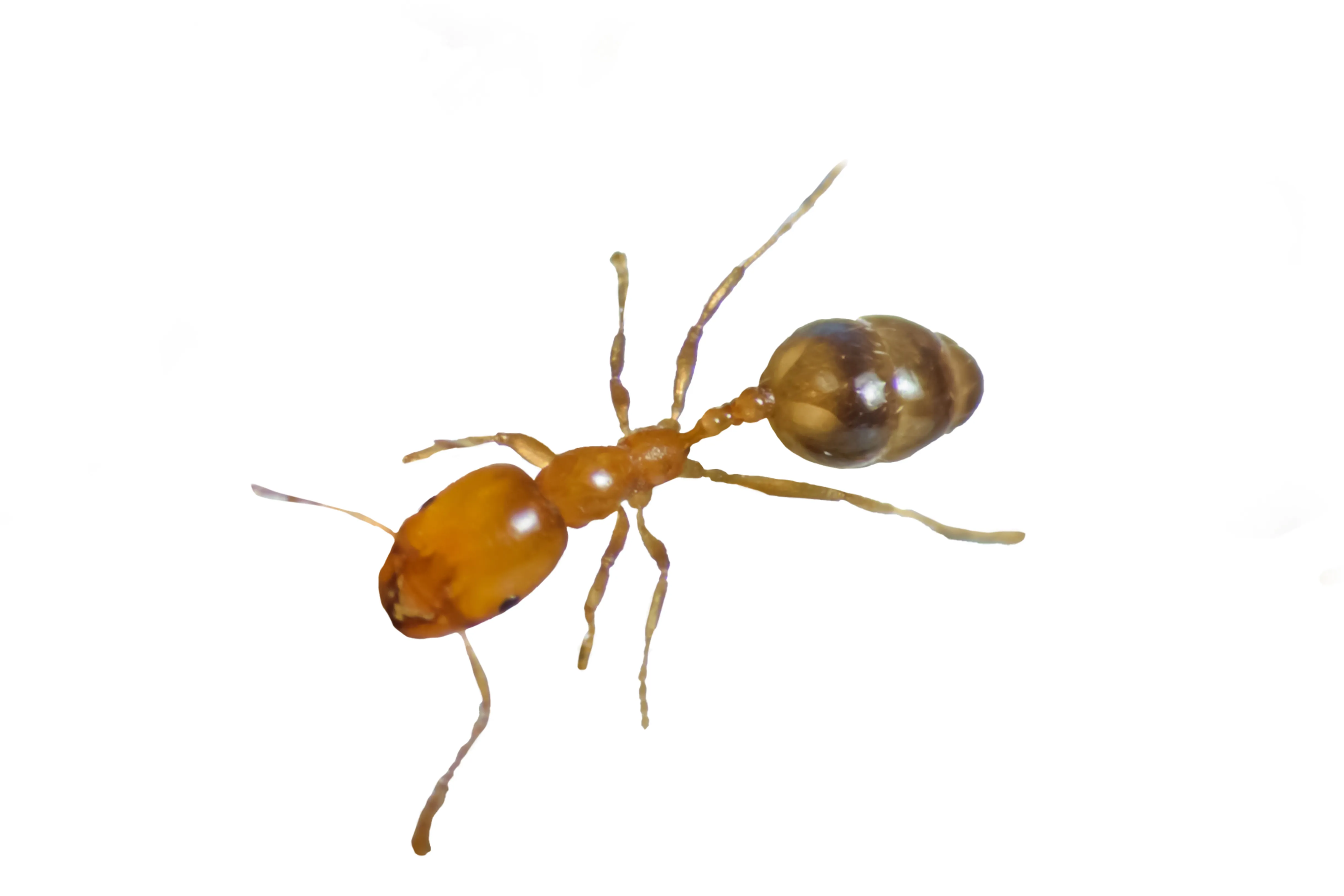 Fourmi pharaon - Monomorium pharaonis