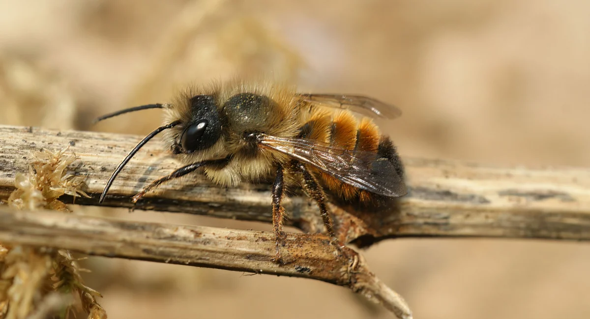 Abeille maçonne à cornes - Osmia cornuta