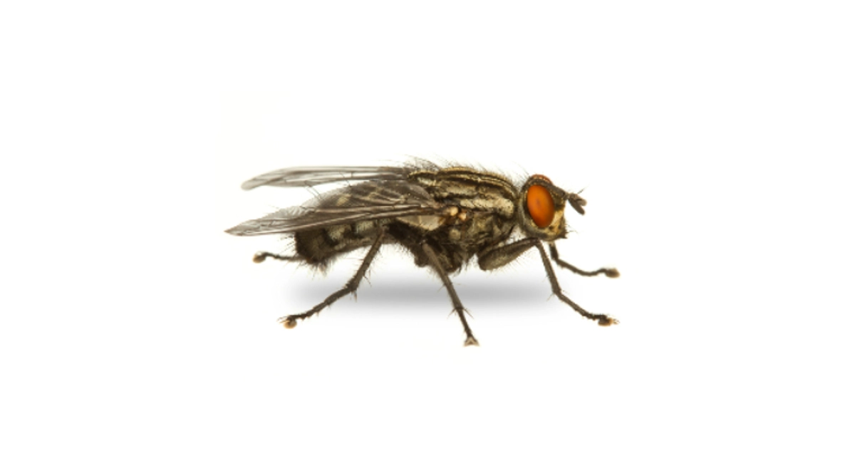 Flesh fly
