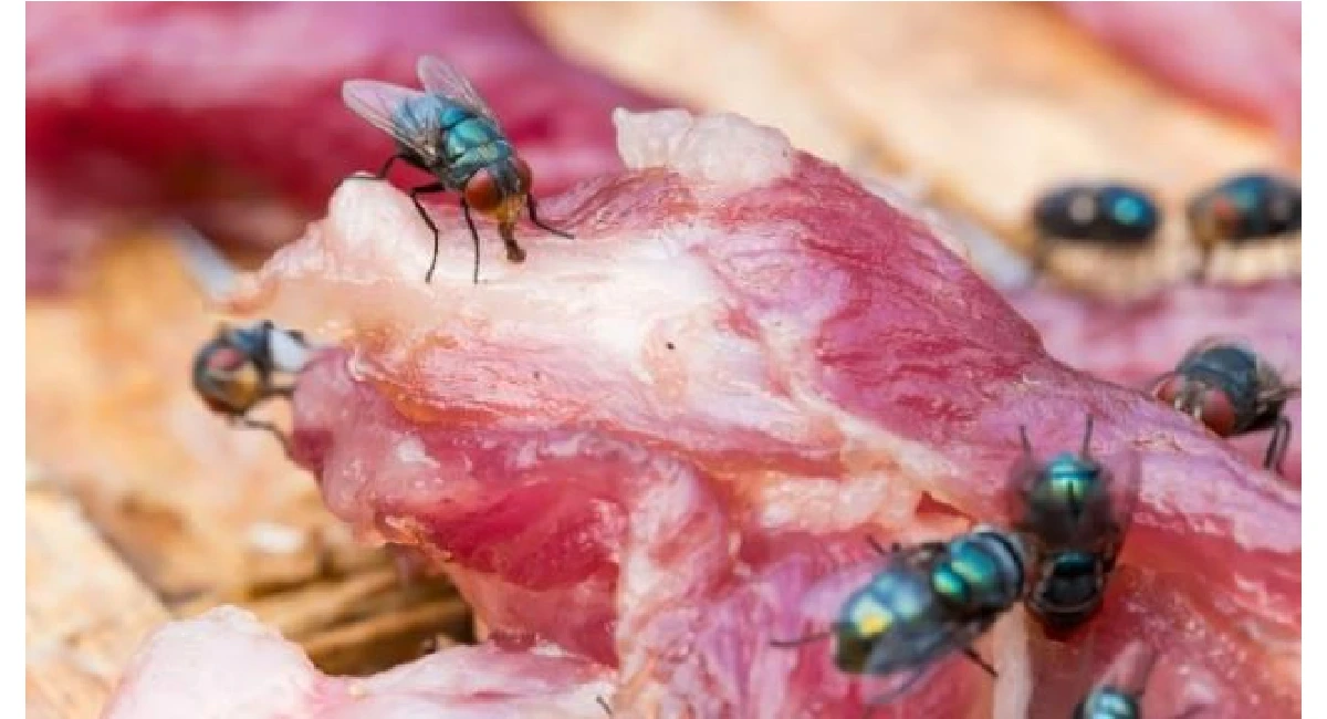 Fly on food