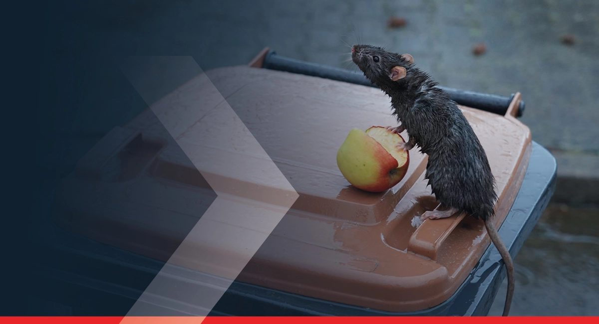 Wet rate with an apple on a trash can