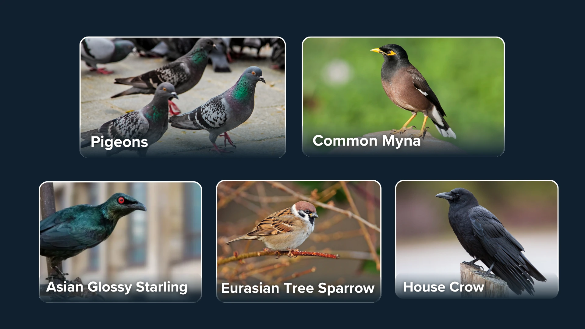 common-bird-types-in-malaysia