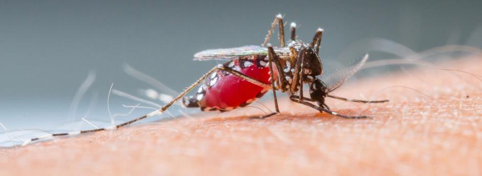 Mosquito