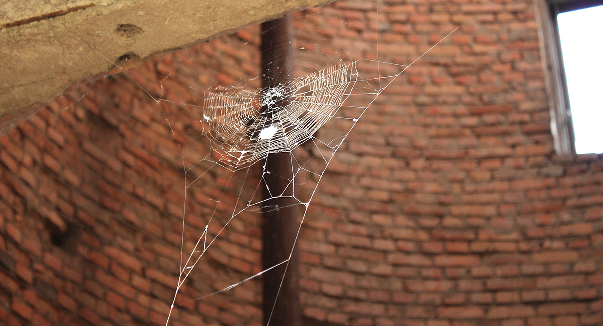 Spider net