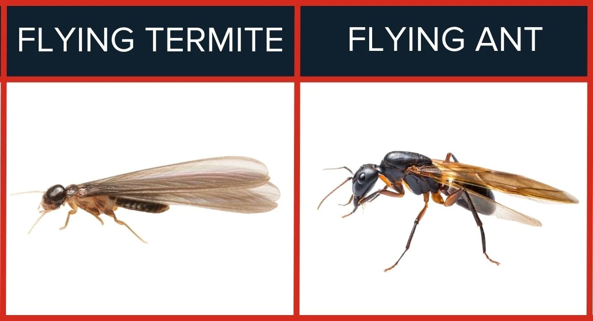Comparison of the appearance of termites and flying ants