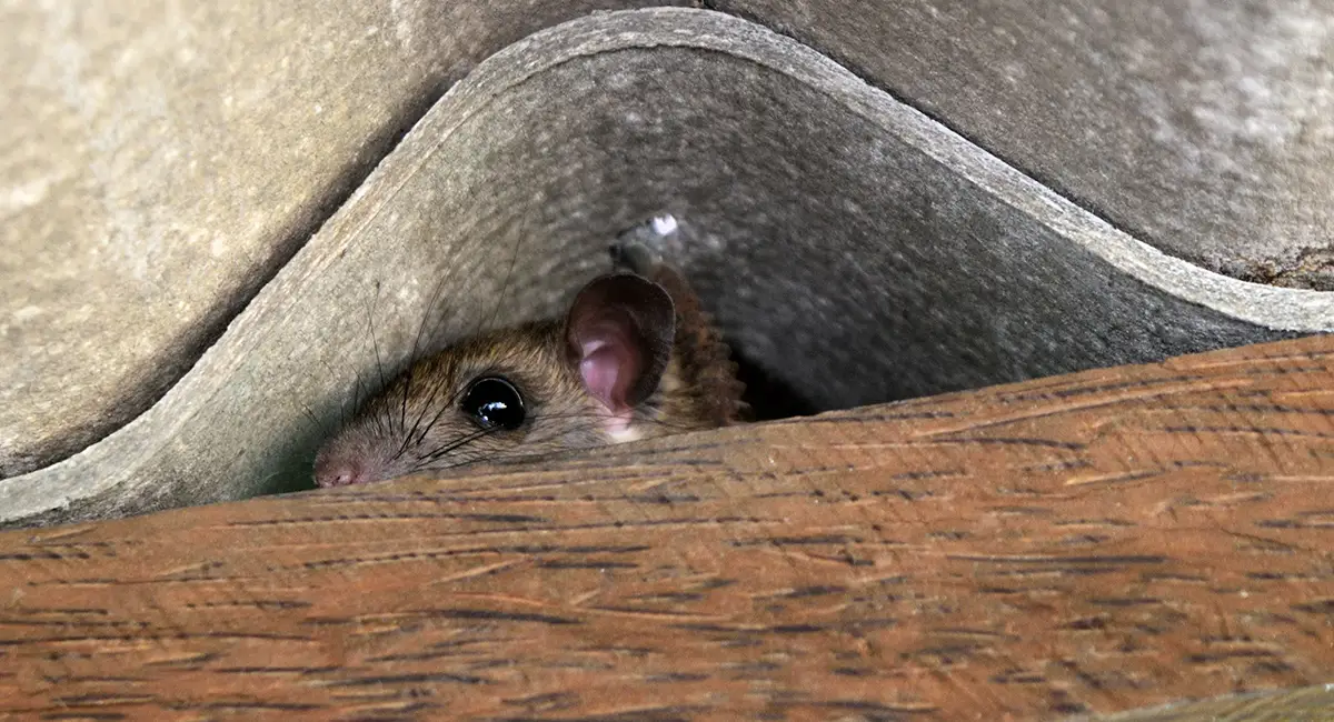 rentokil_rat_smear_mark