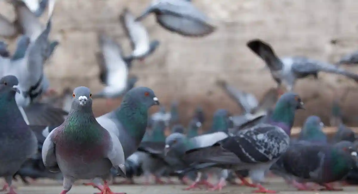 aves