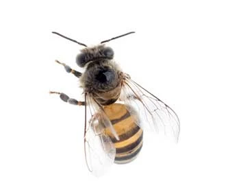 Ape mellifera