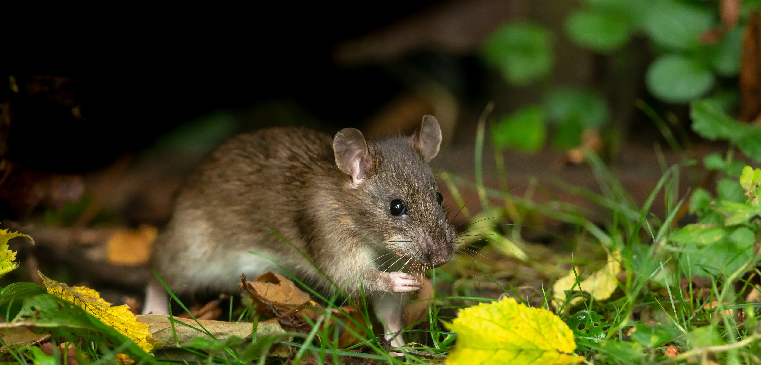 rat