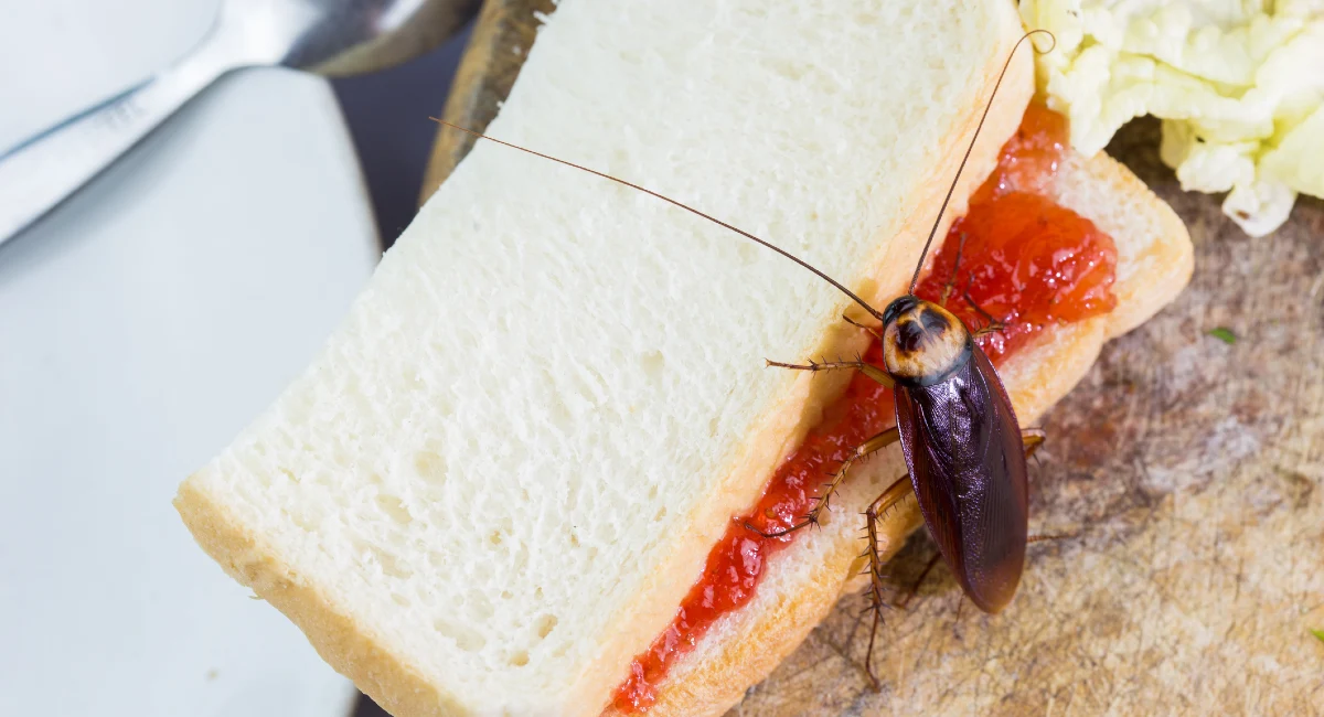 Cafard sur des restes de nourriture