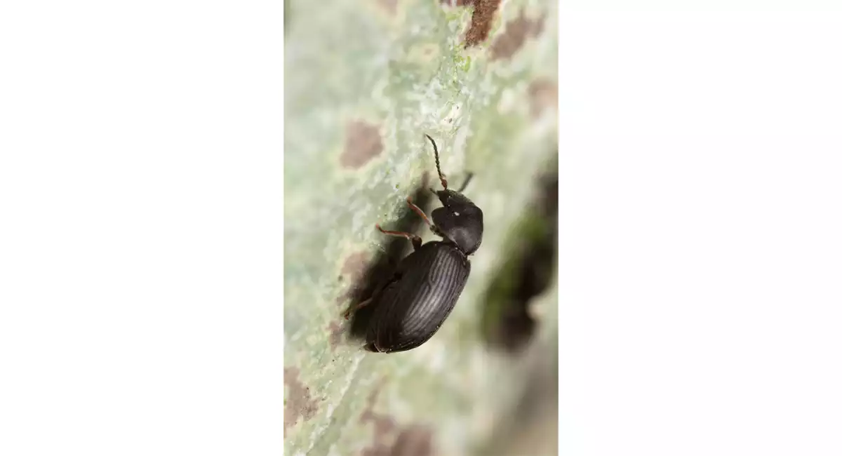 main_euophryum