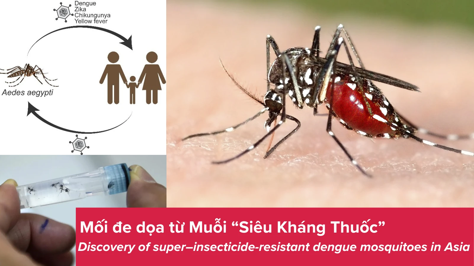 Dengue VN