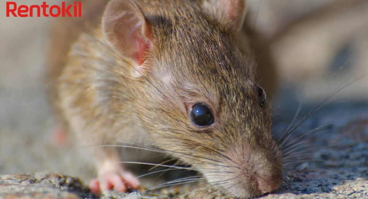 Rodent closeup