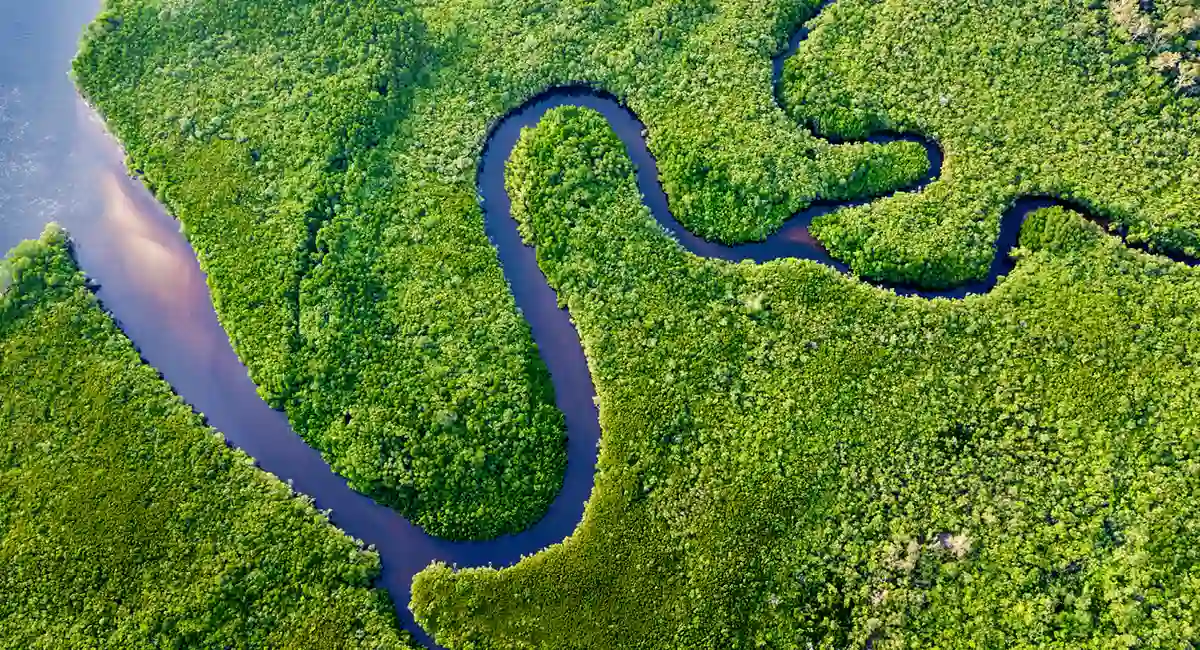 Plantação de árvores
