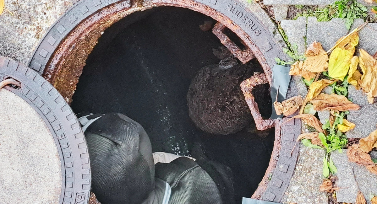 Hornissennest erkennen