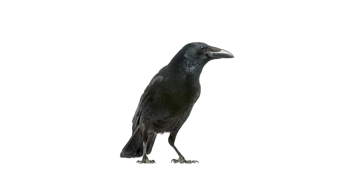 Varis (Corvus corone)