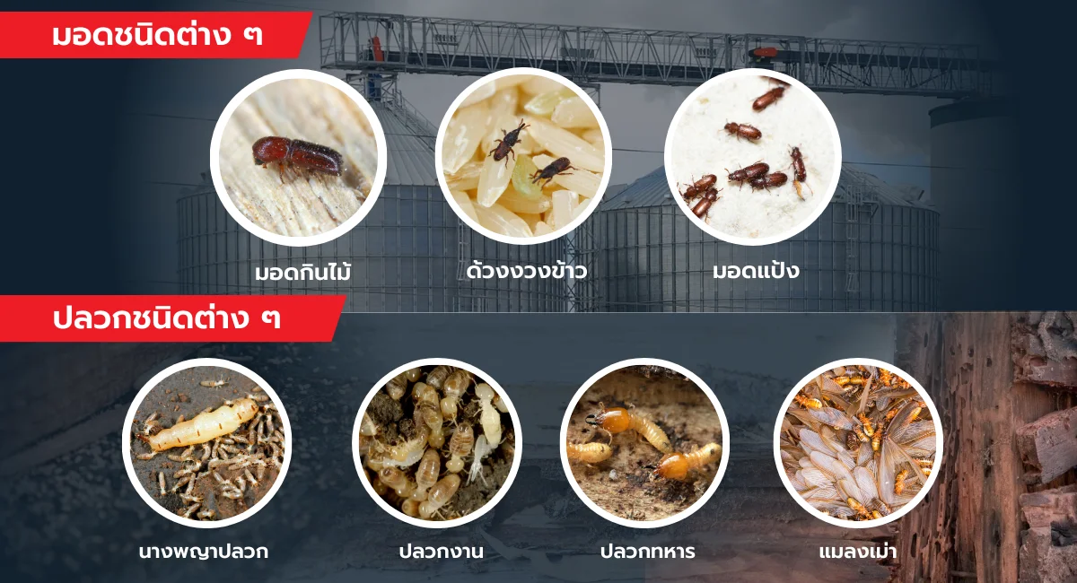 มอดกับปลวกต่างกันยังไง