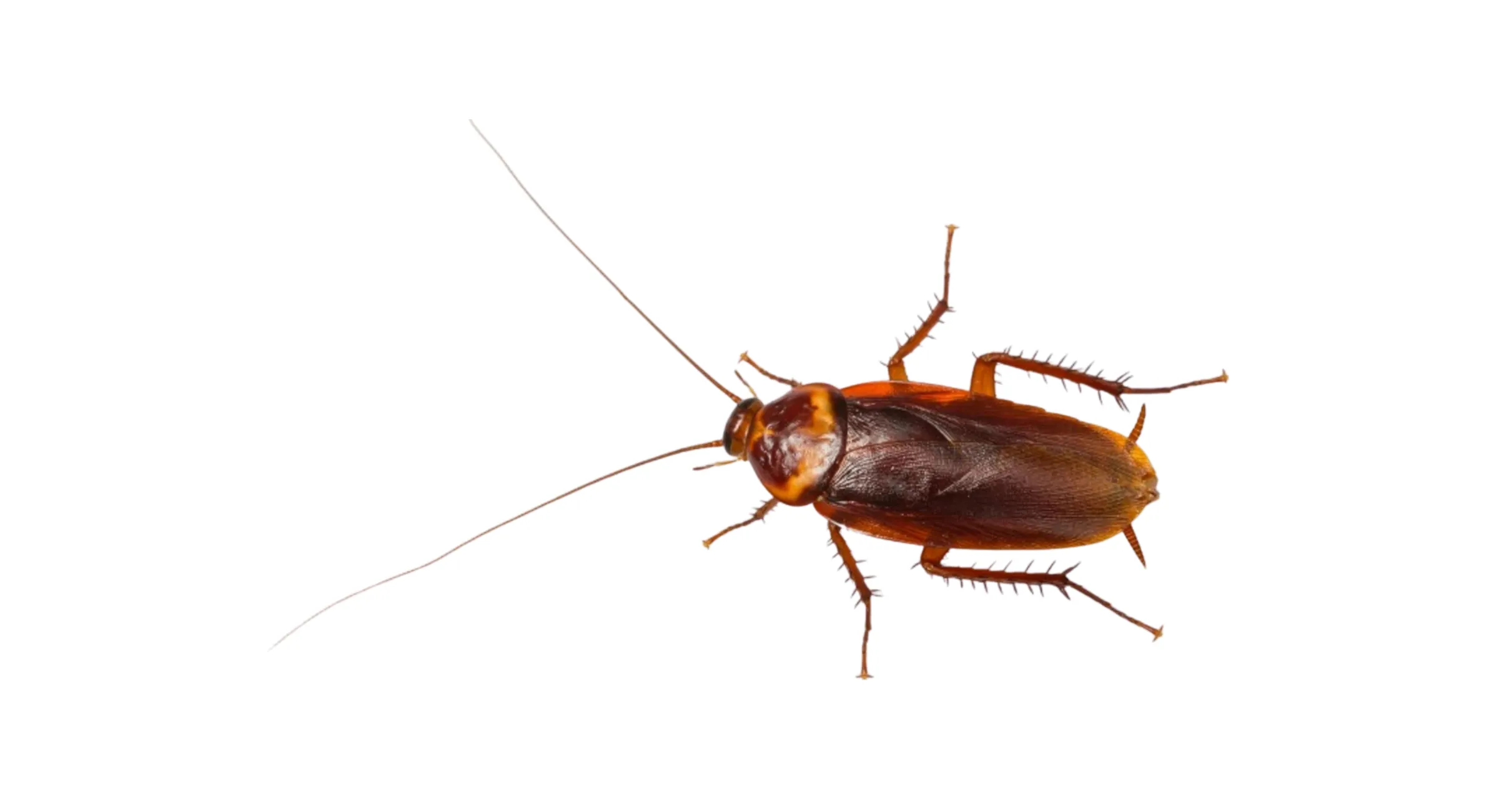 Cucaracha americana (Periplaneta americana)