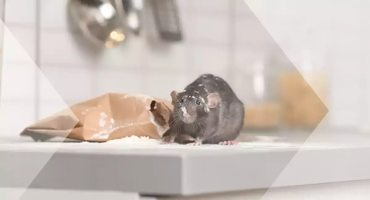 Rodent covered in flour on kitchen counter