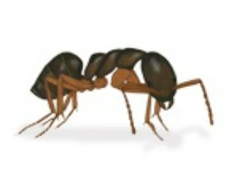 Fourmi domestique odorante