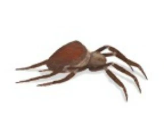 Garden Orb-Weaving Spider (Garden Orb Weavers)
