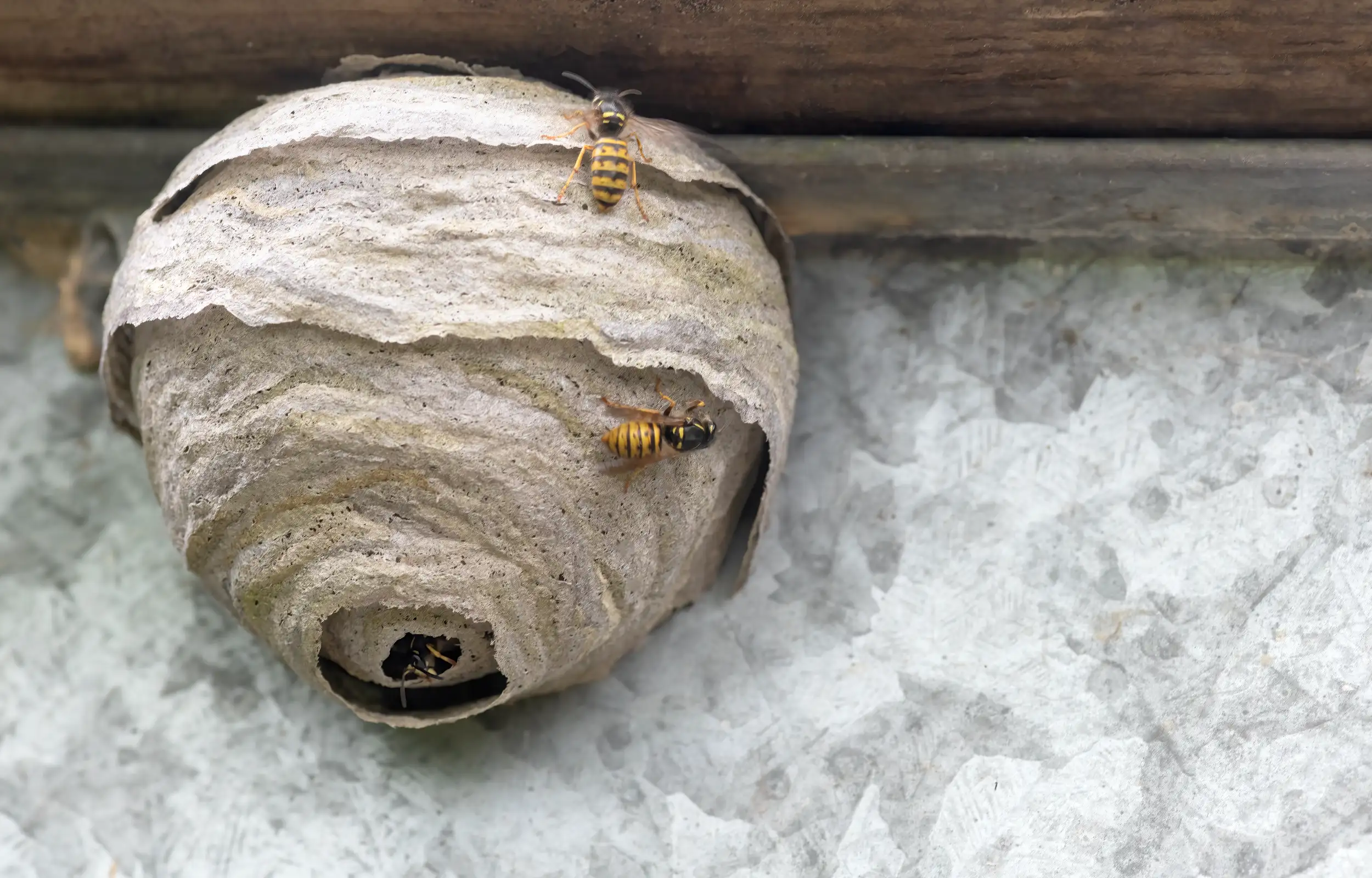 Wasp nest