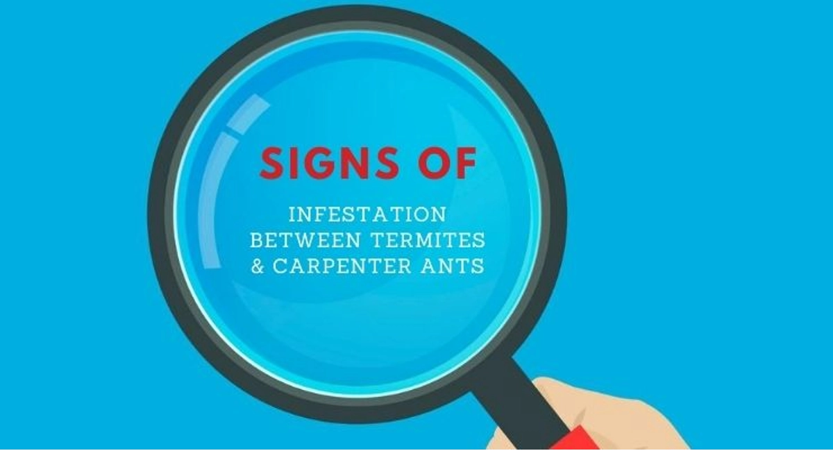 Debugged Blog Learn The Difference Between Termites And Carpenter Ants Infestation Signs