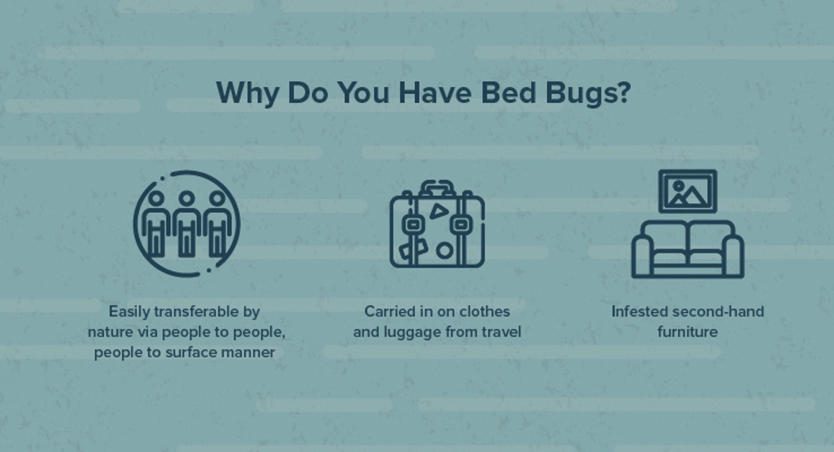 Why do you have bed bugs