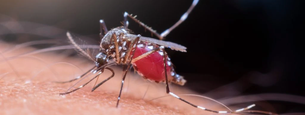 mosquitos