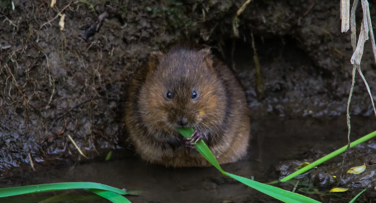 vole-arvicola-amphibius
