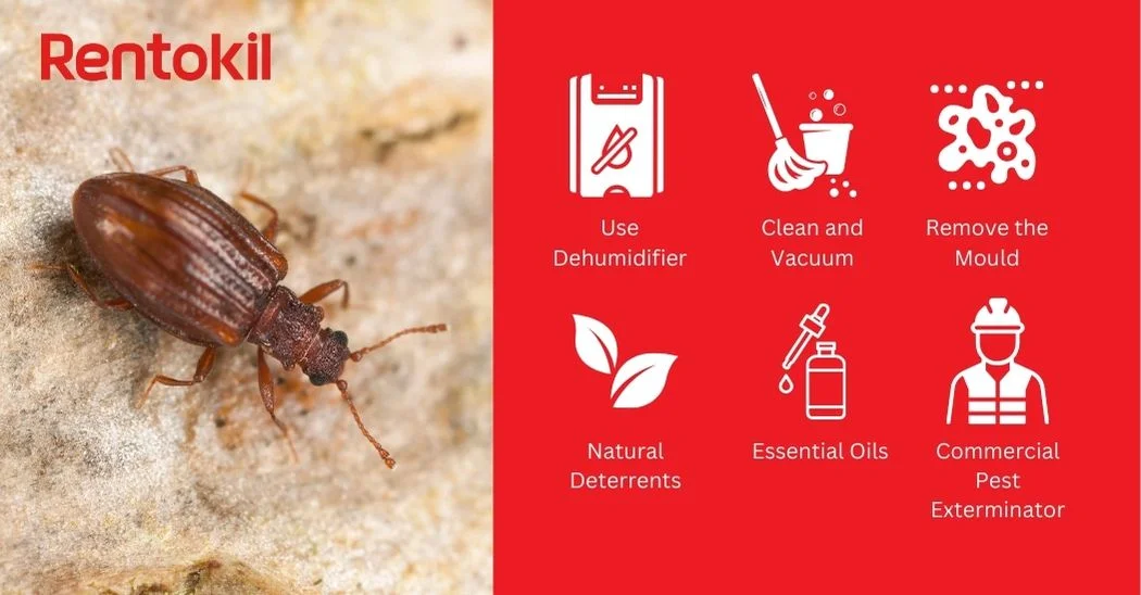 6 Tips of how to eliminate Latridiidae
