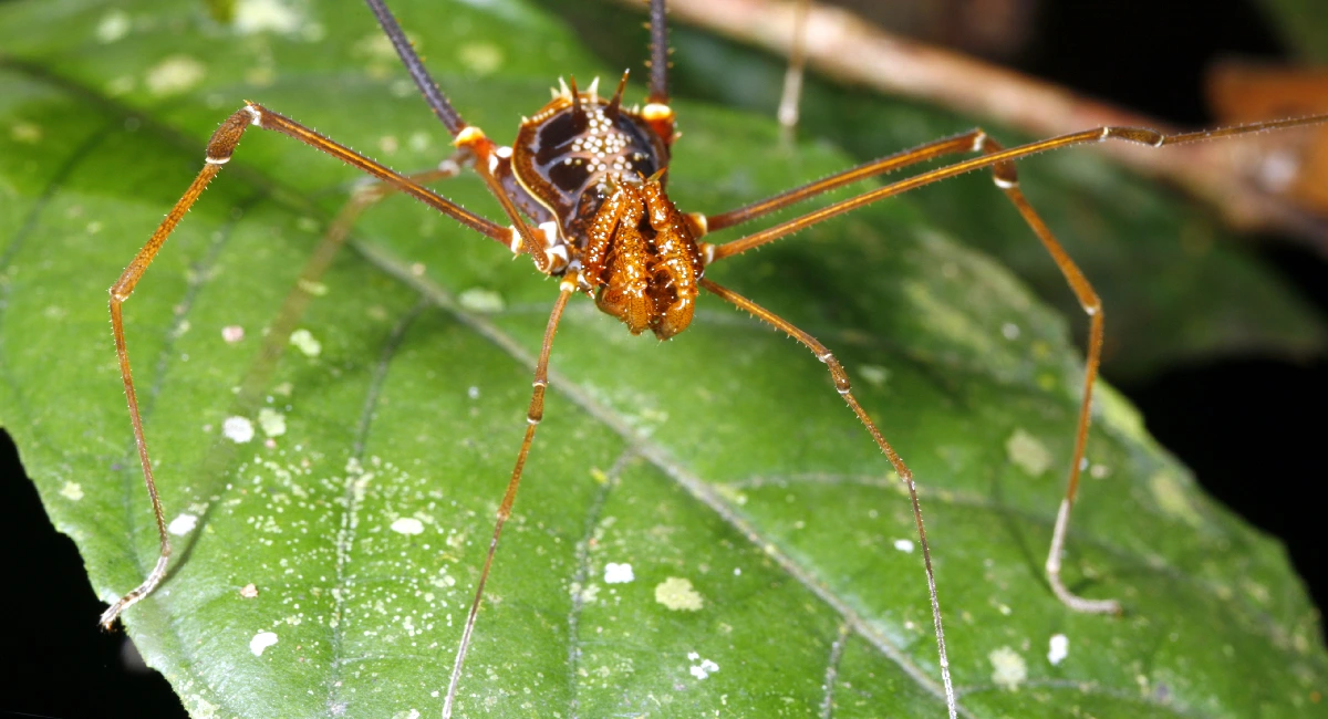 spider-close-up-green-leaf