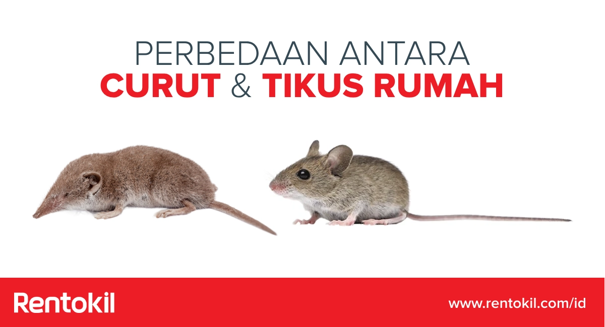 perbedaan curut dan tikus