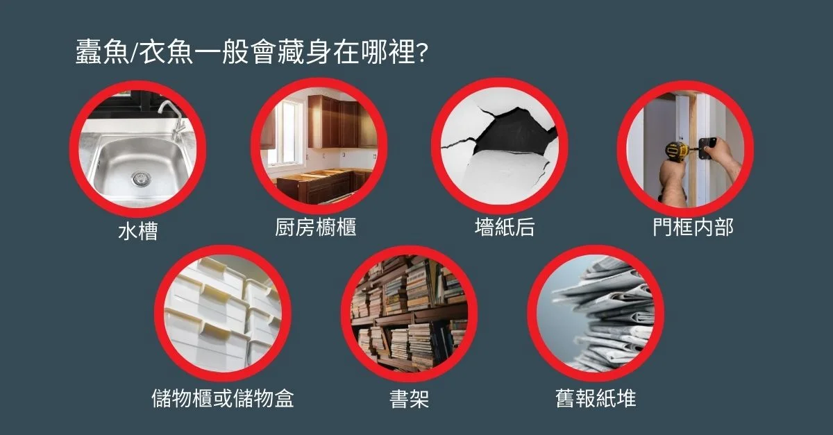 蠹魚/衣魚一般會藏身在哪裡?