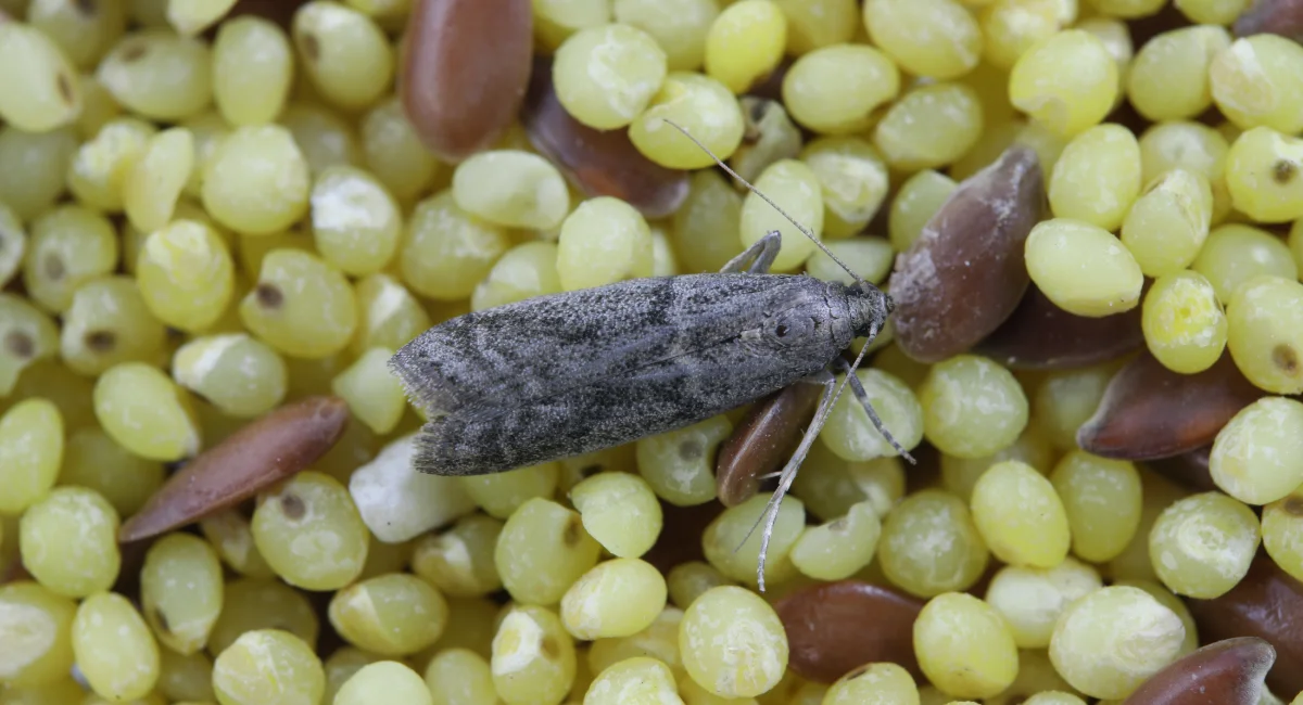 Ephestia Elutella