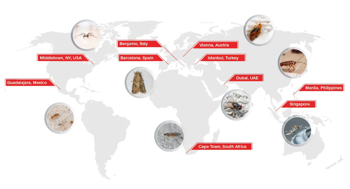 Plagas de insectos por ciudad
