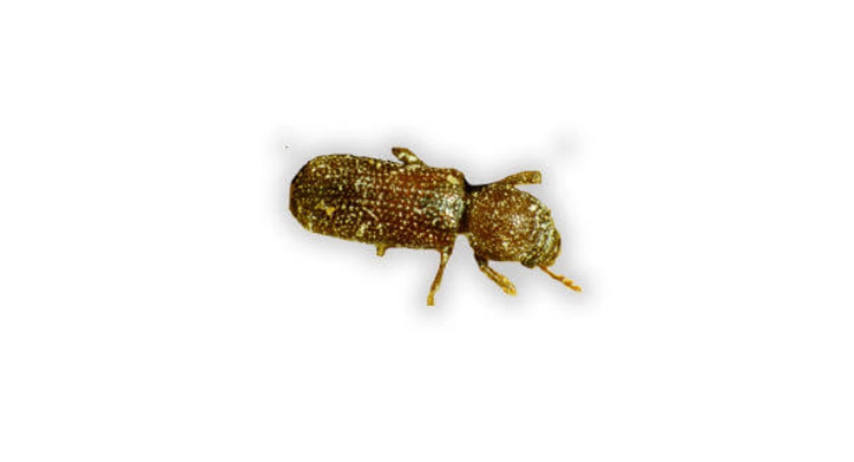 Rhyzopertha dominica