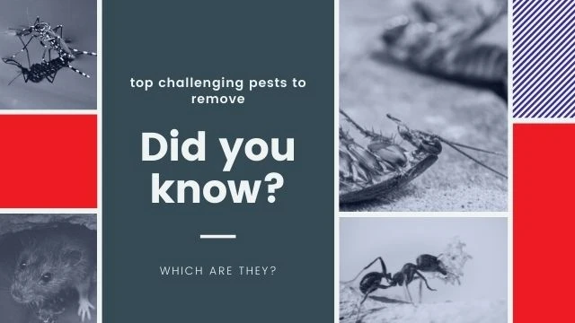 Top challenging pests to remove