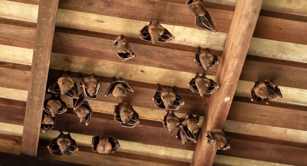 A colony of bats upside down on a wood ceiling