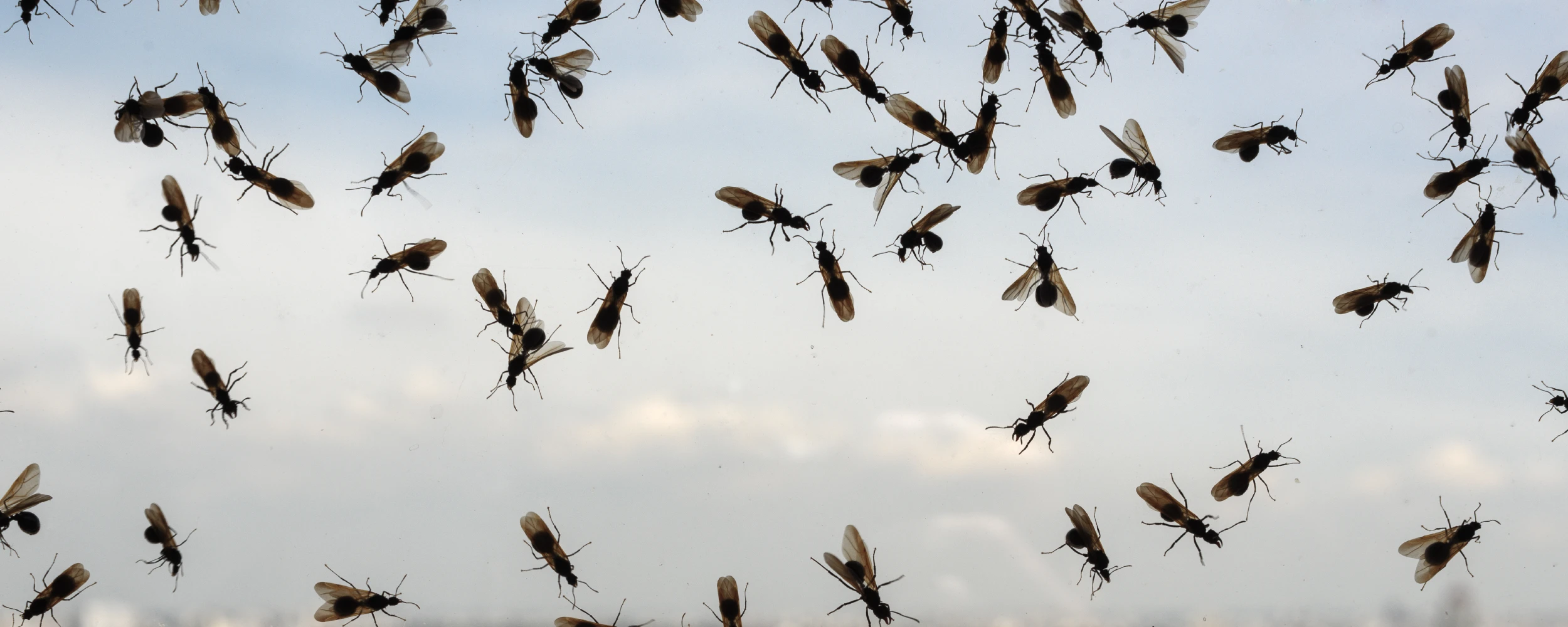Fliegende Ameisen